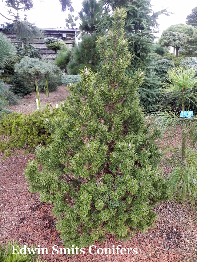 Pinus banksiana 'Cyrus'